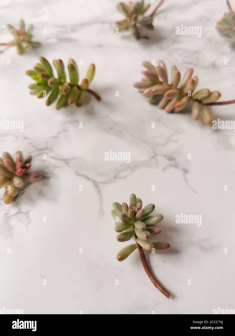 Fagiolo di gelatina o macrotrotinctum di sedum talee di pianta di aurora per propagazione su uno sfondo di marmo bianco Foto Stock Fagiolo di gelatina o macrotrotinctum di sedum talee di pianta di aurora per propagazione su uno sfondo di marmo bianco Foto Stock