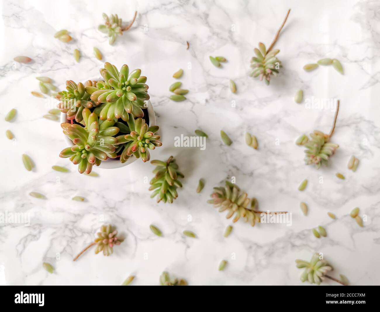 Fagiolini pianta o sedum rubrotinctum aurora pianta e talee su sfondo bianco Foto Stock Fagiolini pianta o sedum rubrotinctum aurora pianta e talee su sfondo bianco Foto Stock