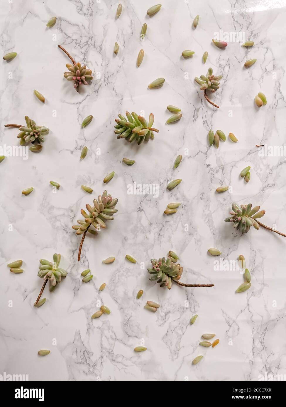 Sedum rubrotinctum o talee di pianta di fagiolo di gelatina per propagazione sopra uno sfondo bianco Foto Stock Sedum rubrotinctum o talee di pianta di fagiolo di gelatina per propagazione sopra uno sfondo bianco Foto Stock