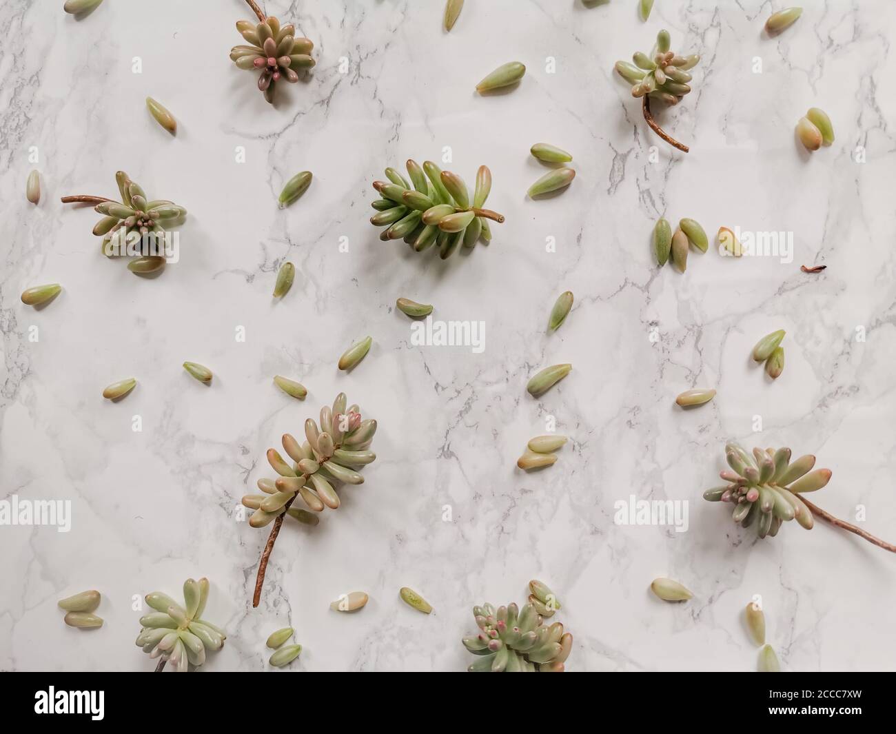 Sedum rubrotinctum o talee di pianta di fagiolo di gelatina per propagazione sopra uno sfondo bianco Foto Stock Sedum rubrotinctum o talee di pianta di fagiolo di gelatina per propagazione sopra uno sfondo bianco Foto Stock