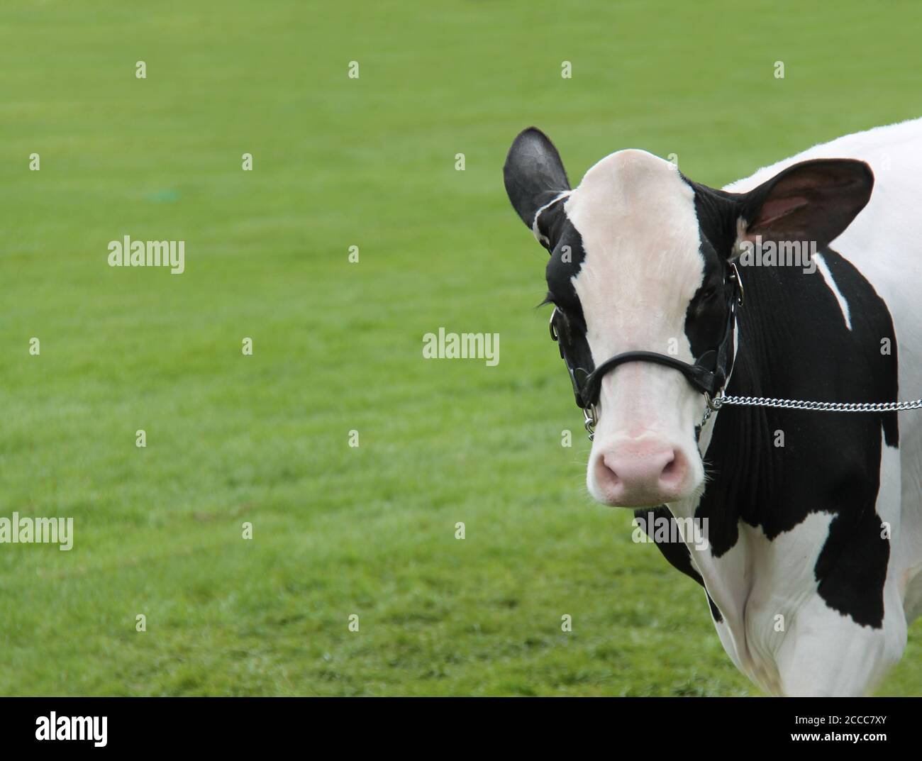 Il capo di un campione Holstein Dairy Farm Cow. Foto Stock