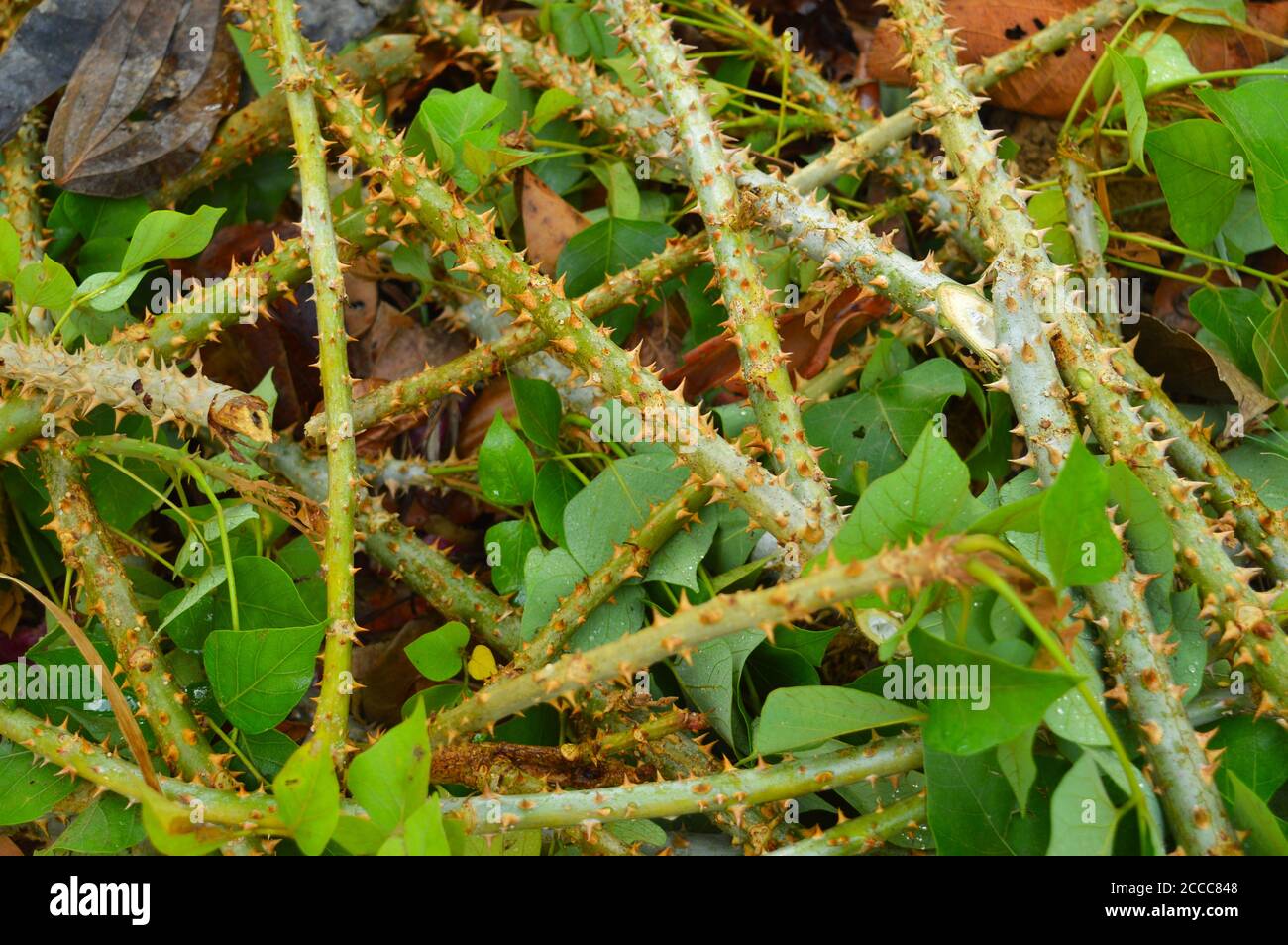 rami spinoso di un albero selvaggio che è stato tagliato giù. La funzione predominante di spine, spine e prickles sta deterrendo l'erbivorio Foto Stock