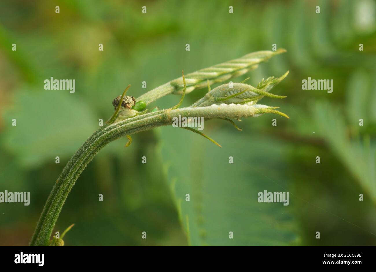 l'immagine mostra le foglie teneri di una felce con un ragno appollaiato su di essa. Il ragno sta cercando di nascondersi dietro una piccola foglia. Foto Stock