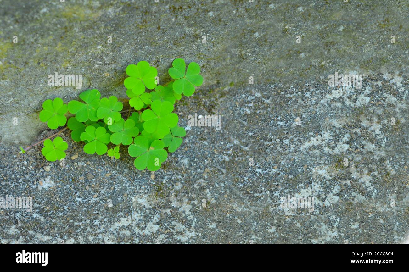 bella immagine di una foglia a tre petali su fondo di fango marrone. La pianta rotonda a forma di foglia di trifoglio fa uno sfondo bello. Foto Stock