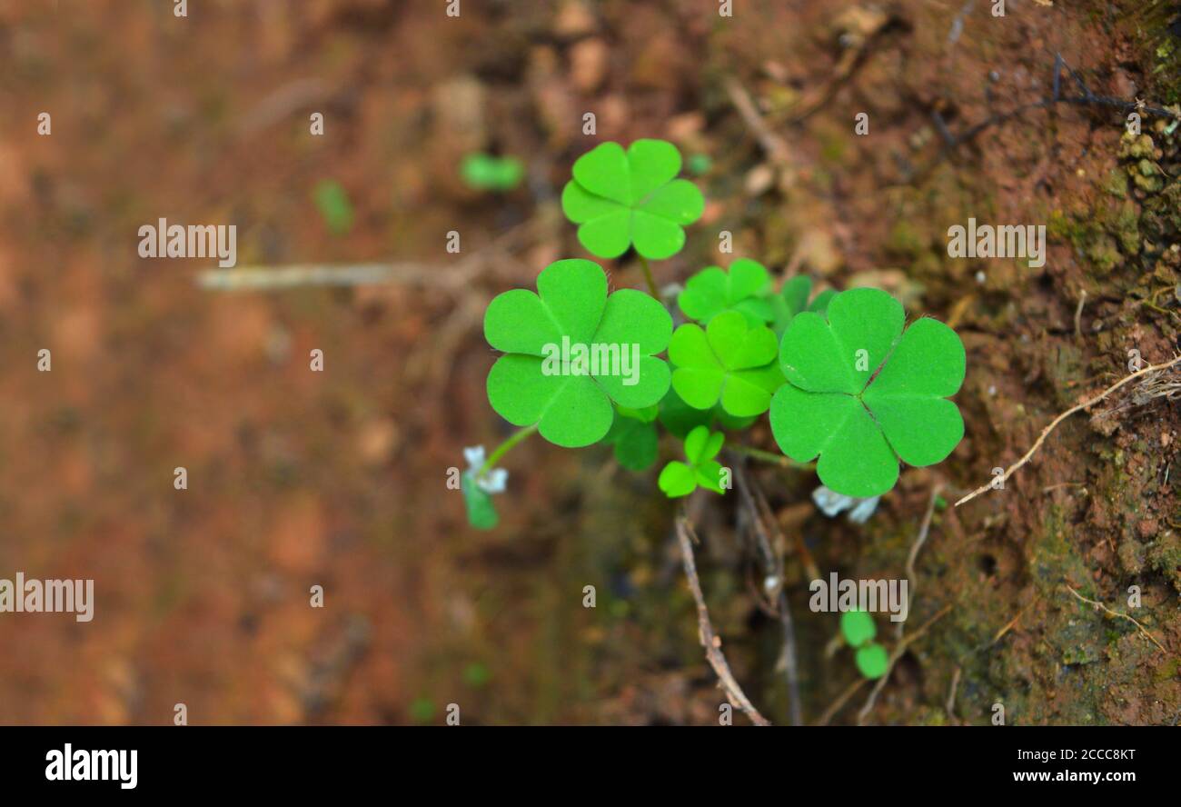 bella immagine di una foglia a tre petali su fondo di fango marrone. La pianta rotonda a forma di foglia di trifoglio fa uno sfondo bello. Foto Stock
