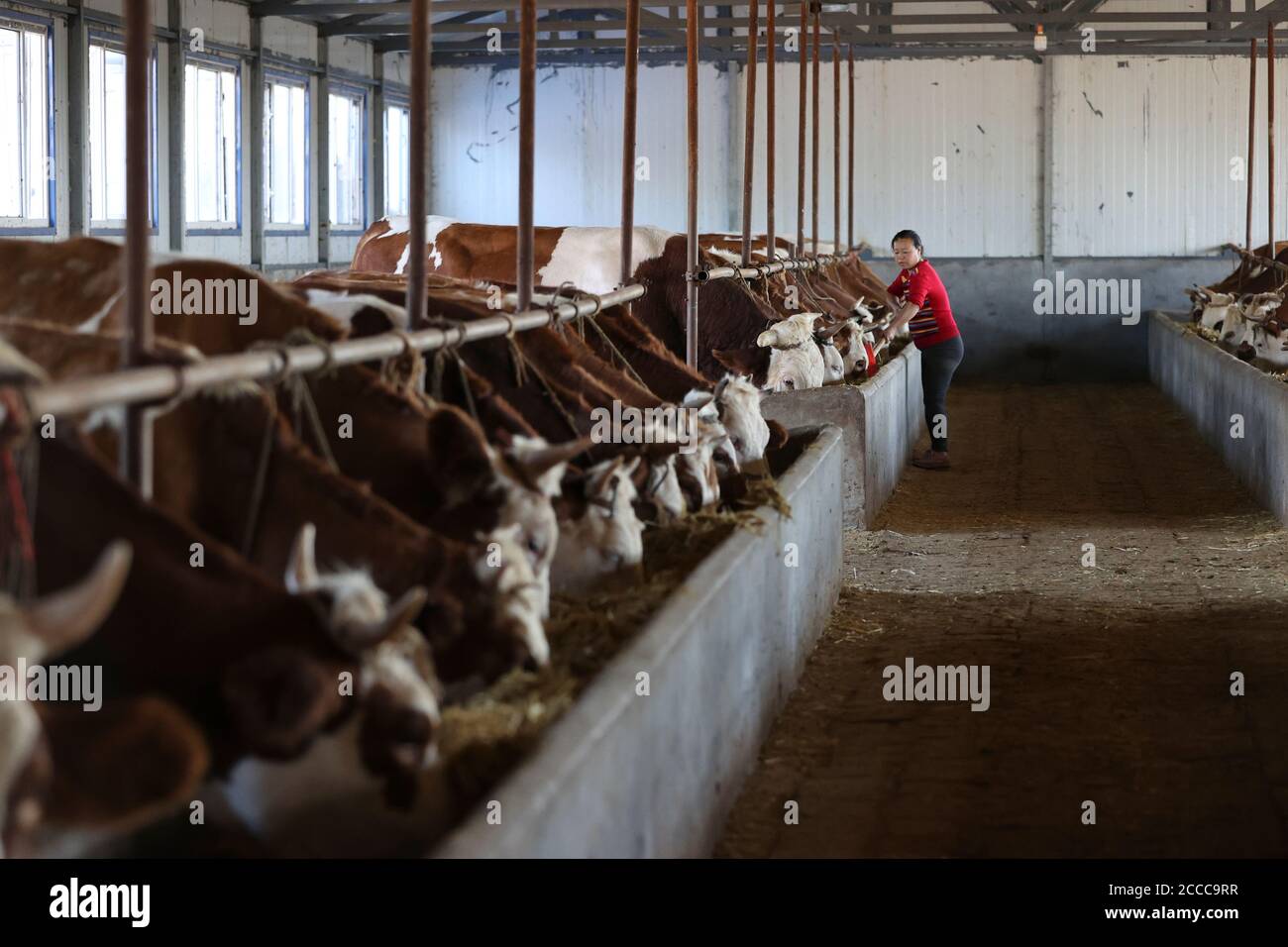 Fujin, provincia cinese di Heilongjiang. 20 Agosto 2020. Un lavoratore alimenta bestiame in una cooperativa di allevamento nel villaggio di Dongxing di Fujin City, nella provincia di Heilongjiang della Cina nordorientale, 20 agosto 2020. Negli ultimi anni, Dongxing Village ha messo gli sforzi per sviluppare l'industria dell'allevamento bovino come un modo per aumentare il reddito delle famiglie colpite dalla povertà. Credit: Zhang Tao/Xinhua/Alamy Live News Foto Stock