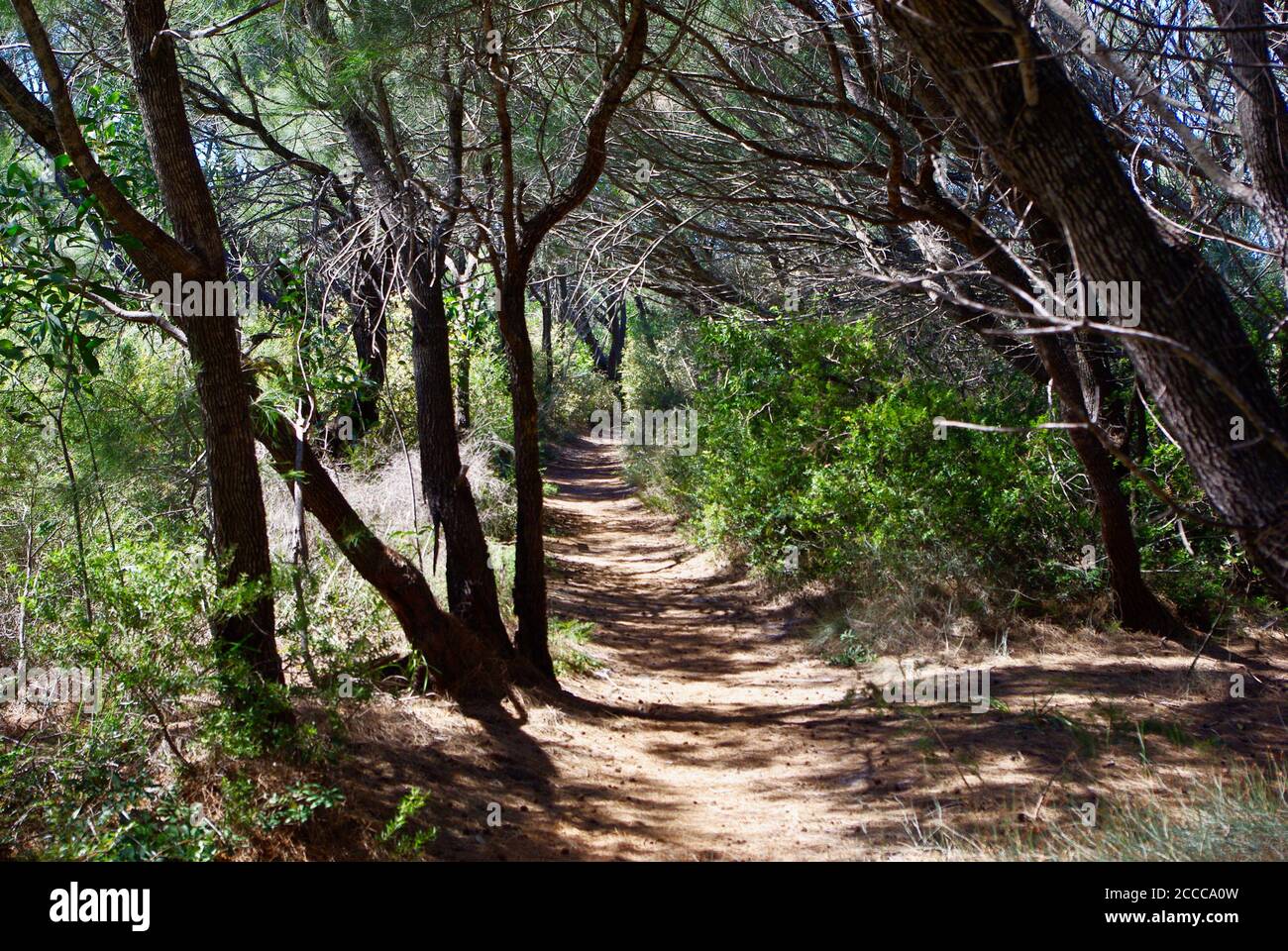 Sentiero per passeggiate attraverso il Parco di conservazione del Lago Currimundi Foto Stock