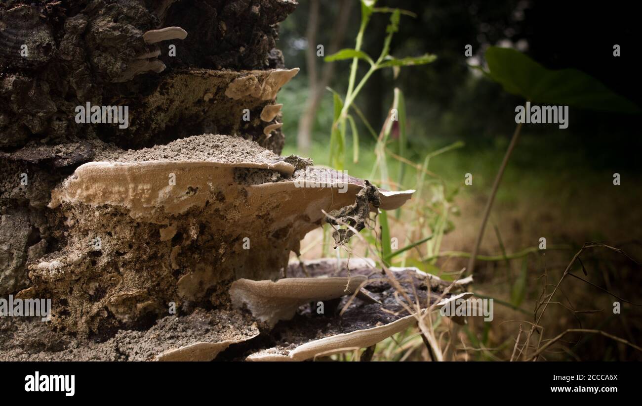 Primo piano di Fungo naturale o funghi su un tronco-foresta di alberi. Il tronco di un albero morto naturale è coperto di fungo Foto Stock