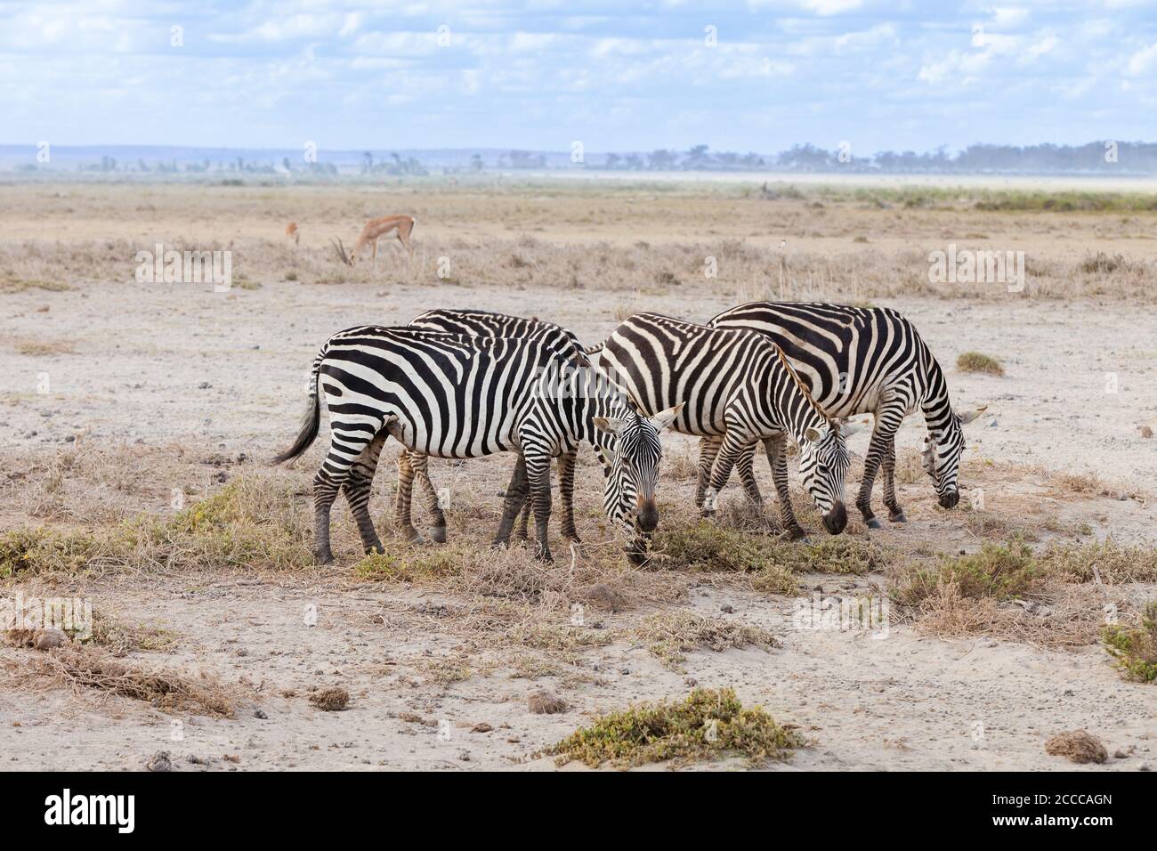 Piccolo gruppo di zebre africane nella savana Kenia Foto Stock