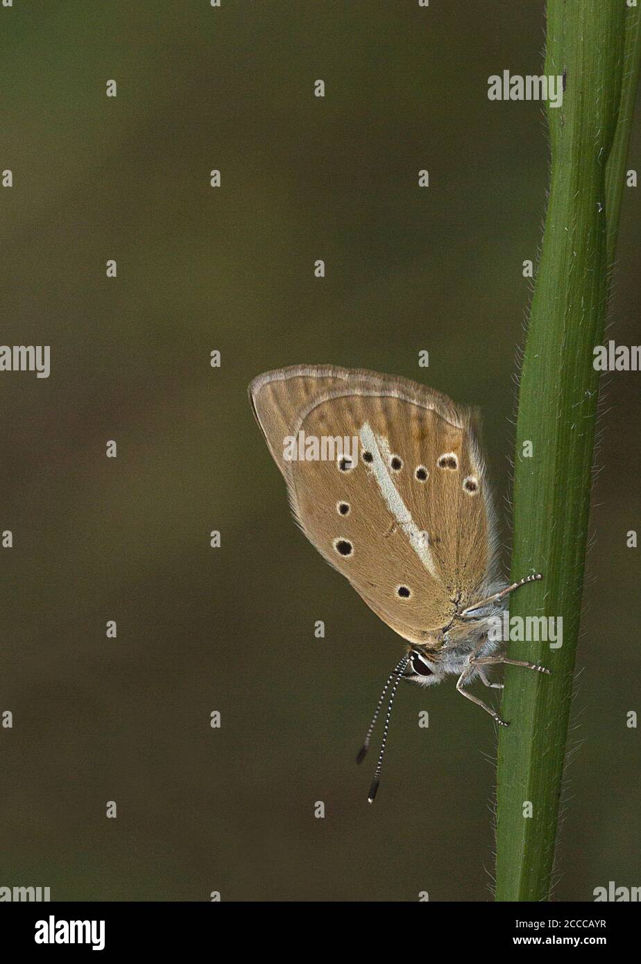 Blu anomalo di Ripart (Polyommatus ripartii), arroccato su un gambo d'erba Foto Stock