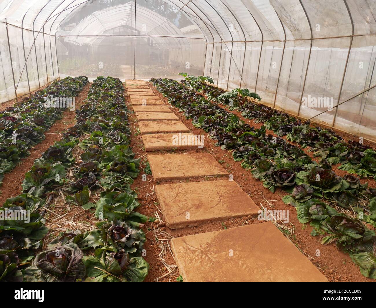 concetto di affari del giardiniere : piante giovani che crescono in un vivaio di serra Foto Stock