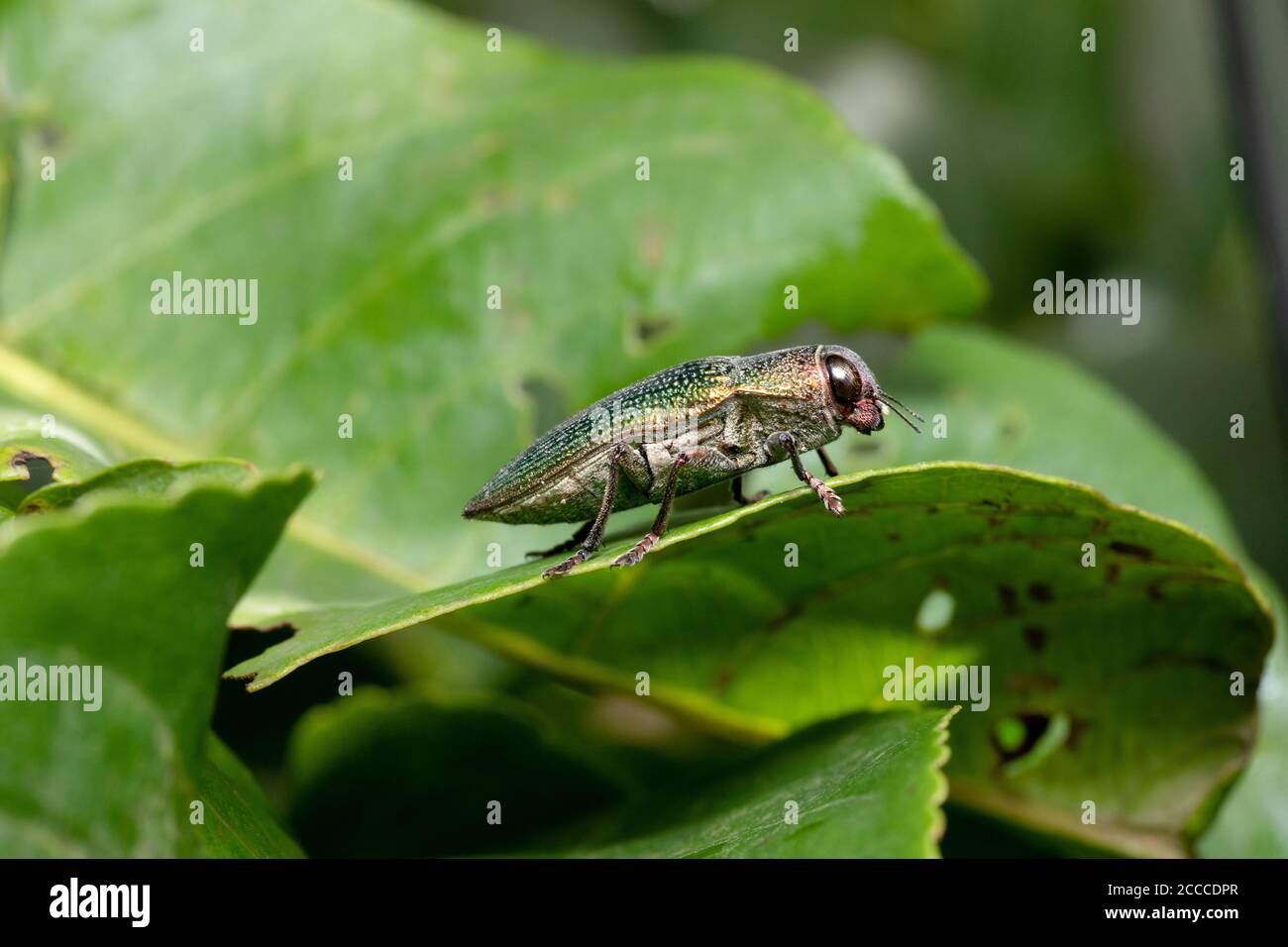 Beetle gioiello verde, Chrysochroa kaupii, Buprestidae, Pune Maharashtra, India Foto Stock