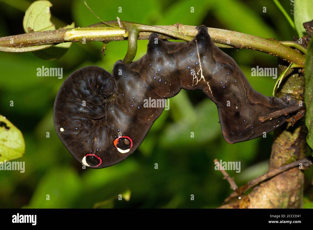 Hawk Moth Caterpillar, Pune, Maharashtra, India Foto Stock
