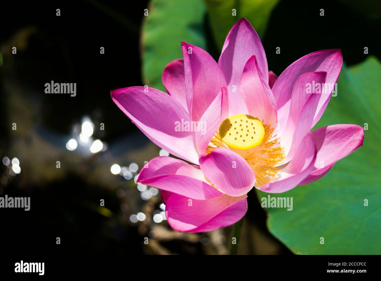 Bel fiore di loto in giardino Foto Stock