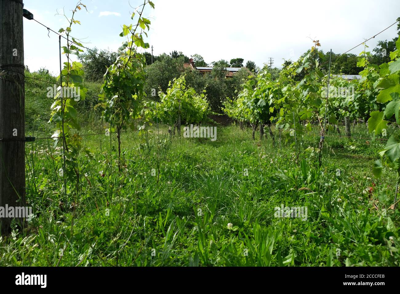 Alberi di vite e foglie di un vigneto in una giornata estiva. Foto Stock