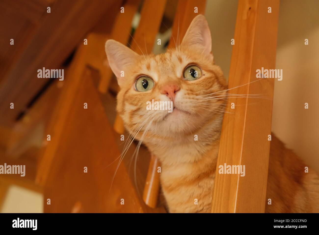 Un giovane gatto di zenzero europeo Shorthair all'interno di un edificio Foto Stock
