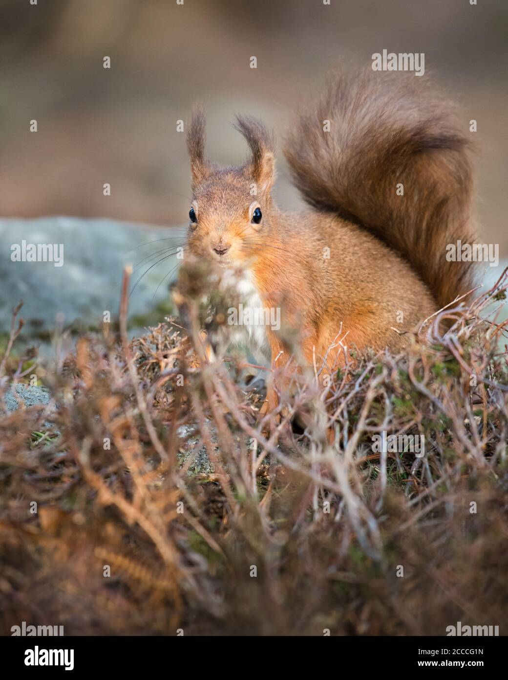 Ritratto di uno scoiattolo rosso selvaggio Foto Stock