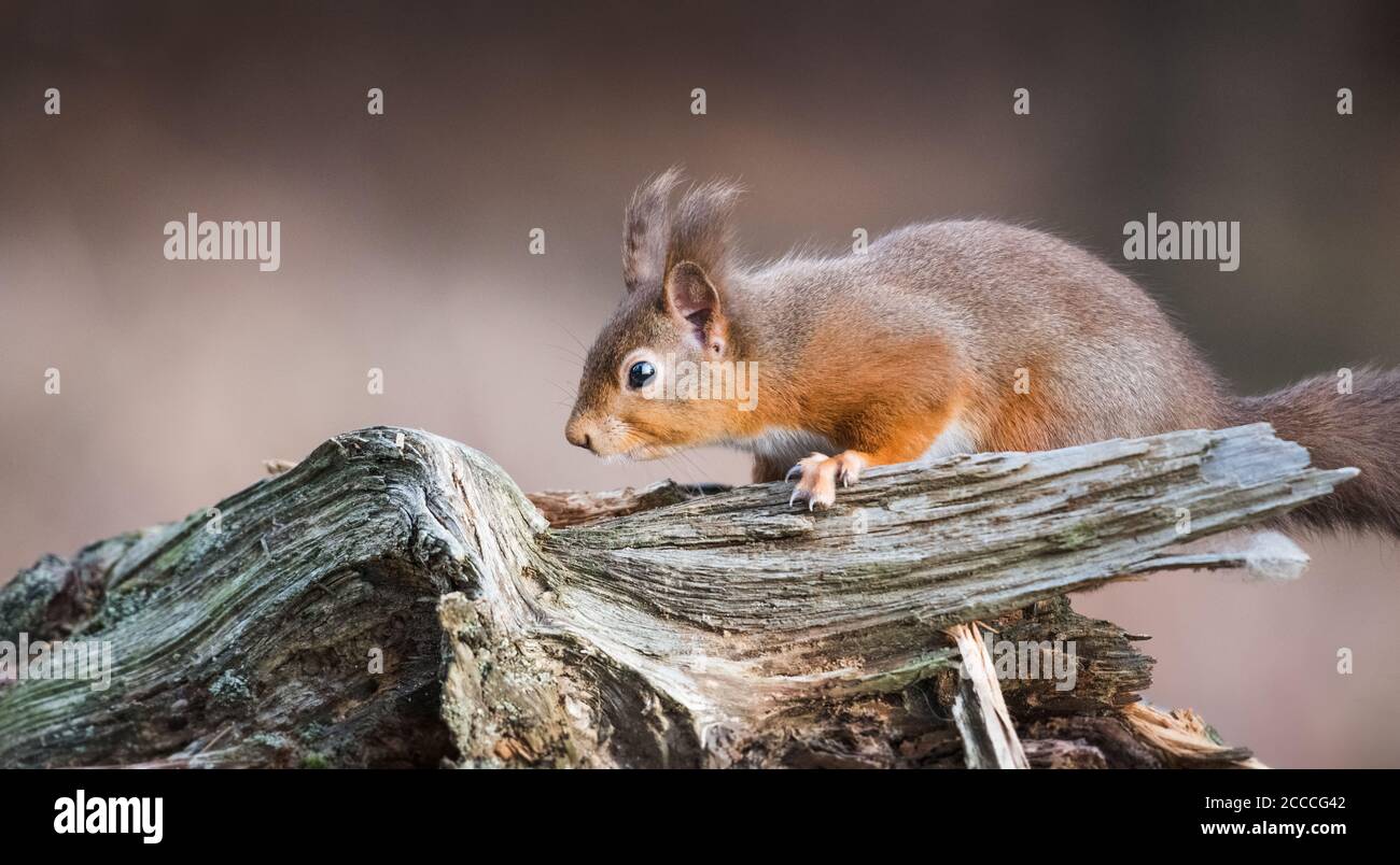 Ritratto di uno scoiattolo rosso selvaggio Foto Stock