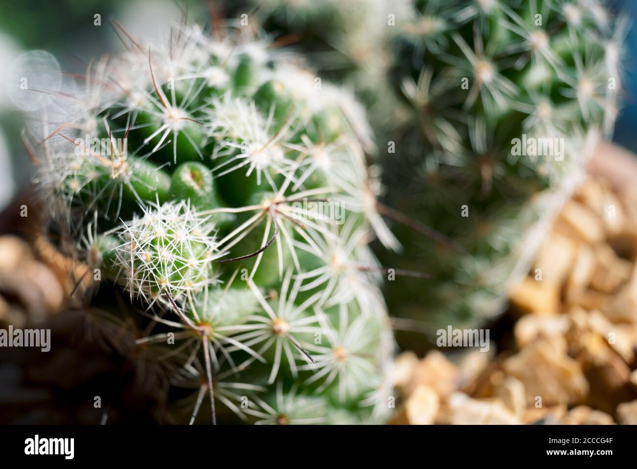 cactus di sfocatura astratto per lo sfondo Foto Stock