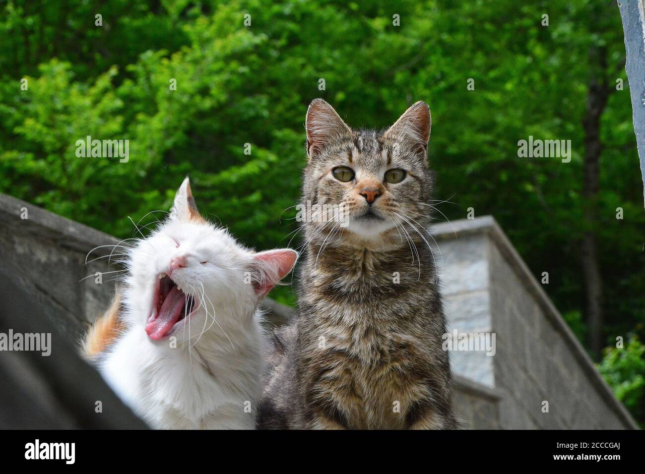 Due gatti europei Shorthair fuori da un edificio. Foto Stock