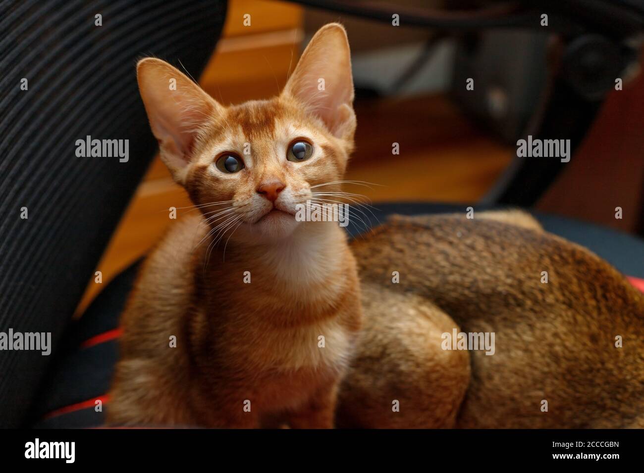 Gatto abissino, gattino seduto su una sedia da ufficio Foto Stock