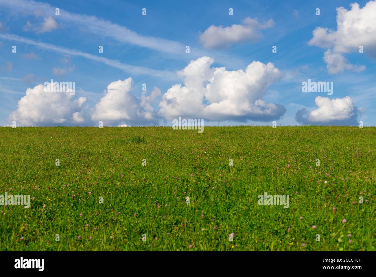 Un prato con trifogli, cielo blu e nuvole bianche, splendido sfondo naturale Foto Stock