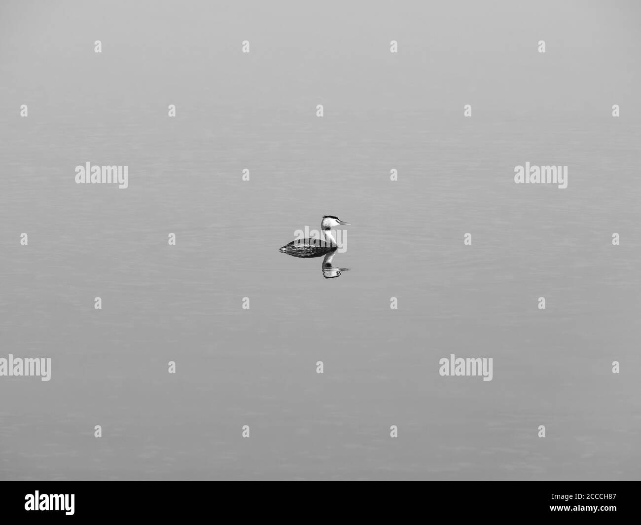 Single isolato Grande crestato grebes (Podiceps cristatus) nuotare su un lago. Foto Stock