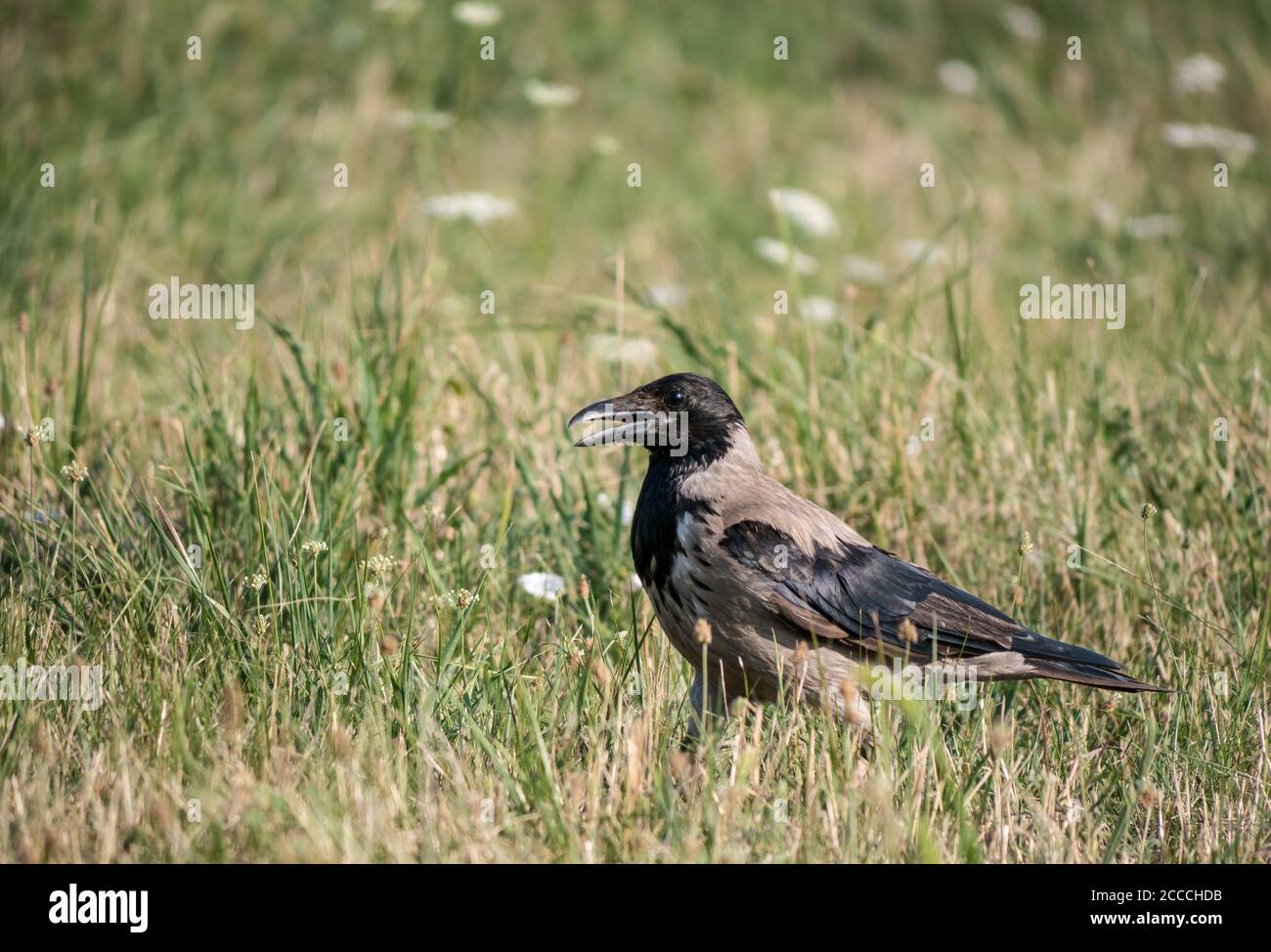 Corvus Cornix o corvo Hooded in piedi sull'erba in un parco naturale, a Bucarest. Foto Stock
