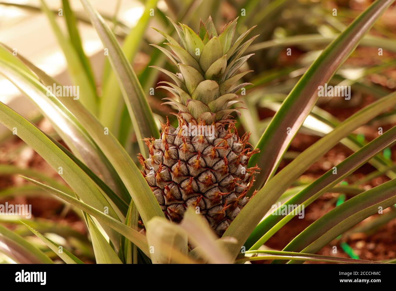 Ananas frutta cruda, piante di fattoria di nutrizione biologica Foto Stock