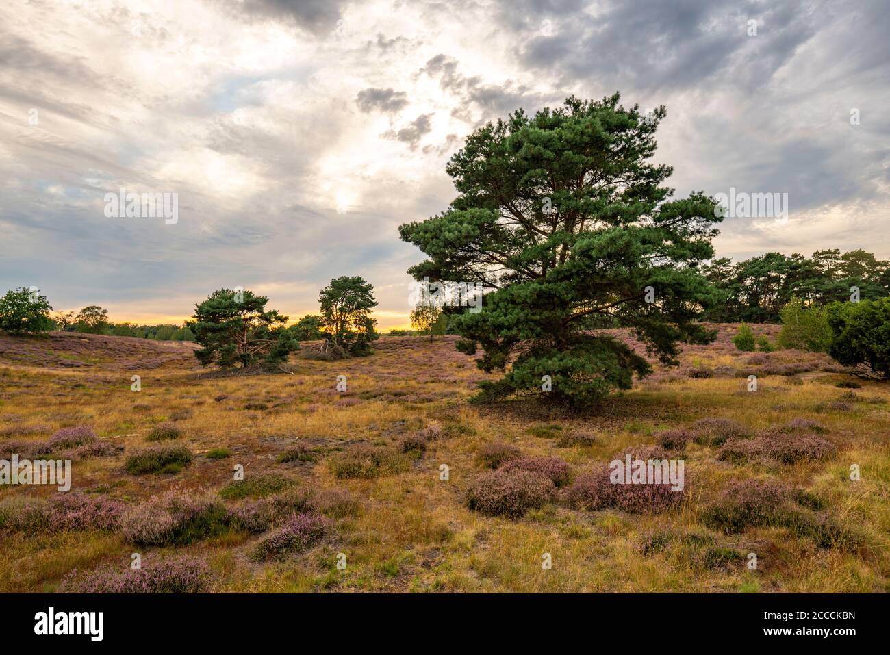 La brughiera di Westruper, nel Parco Naturale Hohe Mark Westmünsterland, vicino a Haltern am See, Heath Flowering Time, NRW, Germania Foto Stock