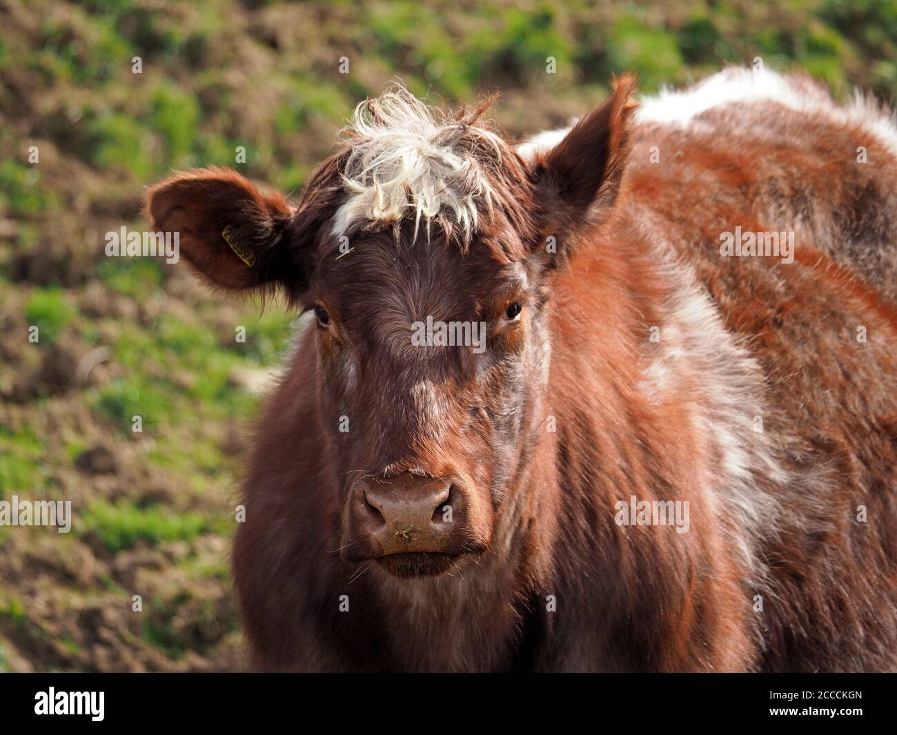 Giorno dei capelli brutti! Giovane vacca bruna rossastra, giovenca, con orecchio coccato e forelock bianco agugnito su pascoli nella valle dell'Eden. Cumbria, Inghilterra, Regno Unito Foto Stock