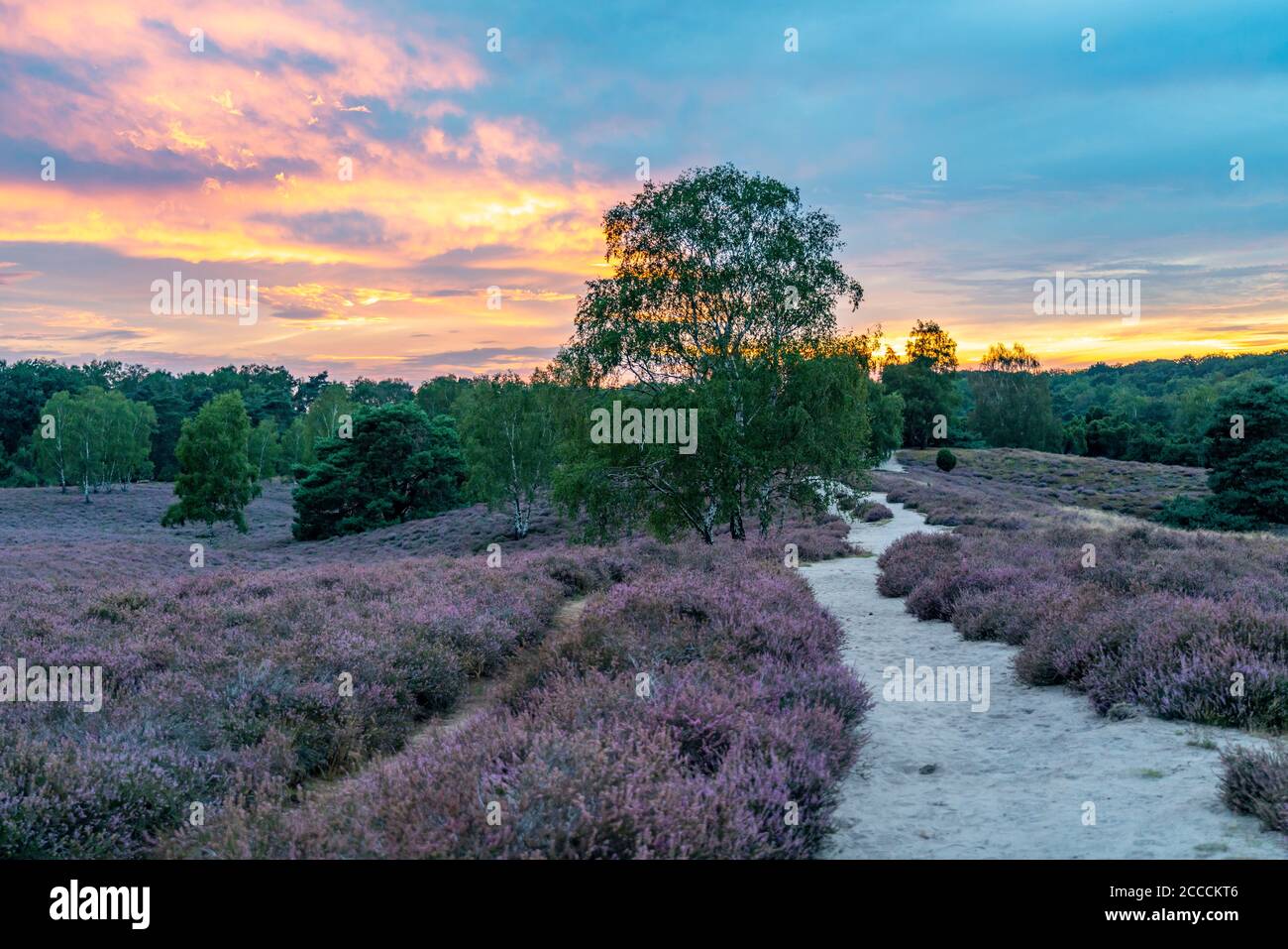 La brughiera di Westruper, nel Parco Naturale Hohe Mark Westmünsterland, vicino a Haltern am See, Heath Flowering Time, NRW, Germania Foto Stock