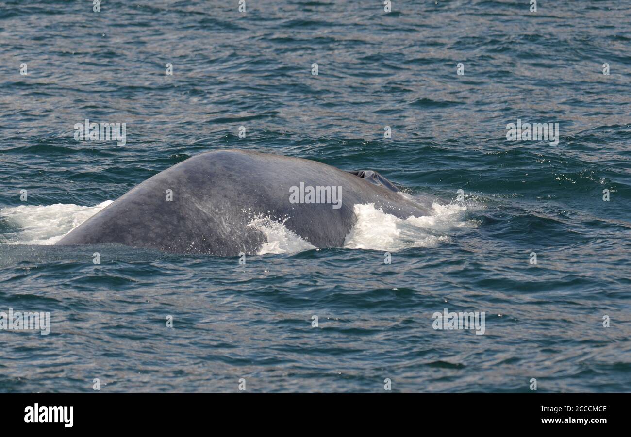Blue Whale (Balaenoptera musculus) immersione al largo della costa atlantica settentrionale al largo dell'Islanda. Foto Stock