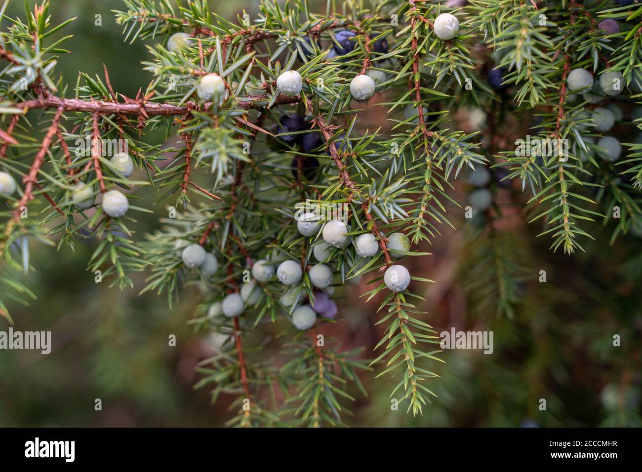 Arbusto di ginepro Heath, Juniperus communis, bacche di ginepro nella brughiera di Westruper, nel Parco Naturale Hohe Mark Westmünsterland, vicino a Haltern am See, NR Foto Stock