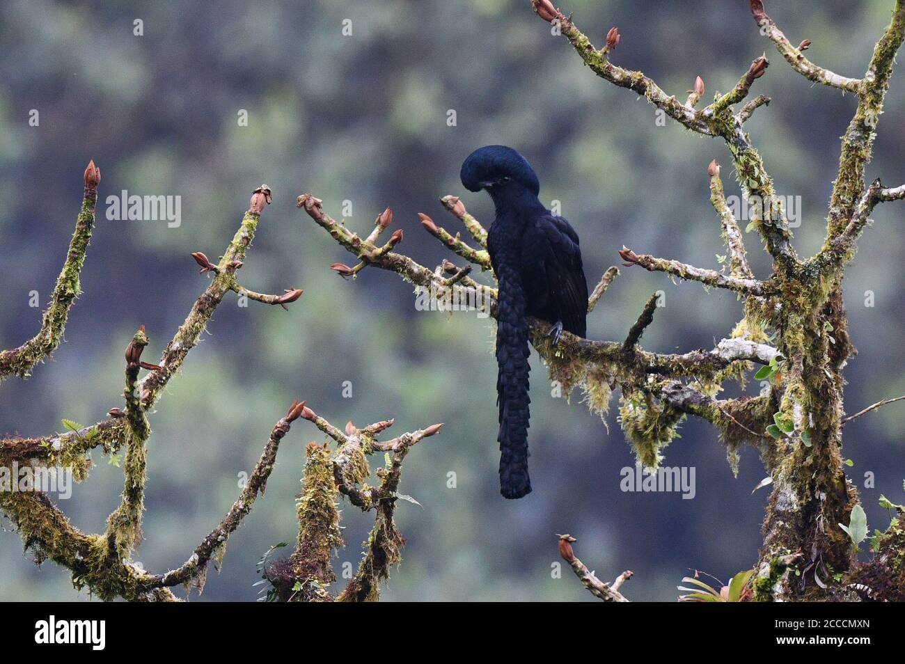 Adulto maschio lungo-wattled Umbrellabird (Cephalopterus penduliger) appollaiato in un albero al suo lek sul versante occidentale andino dell'Ecuador. Foto Stock