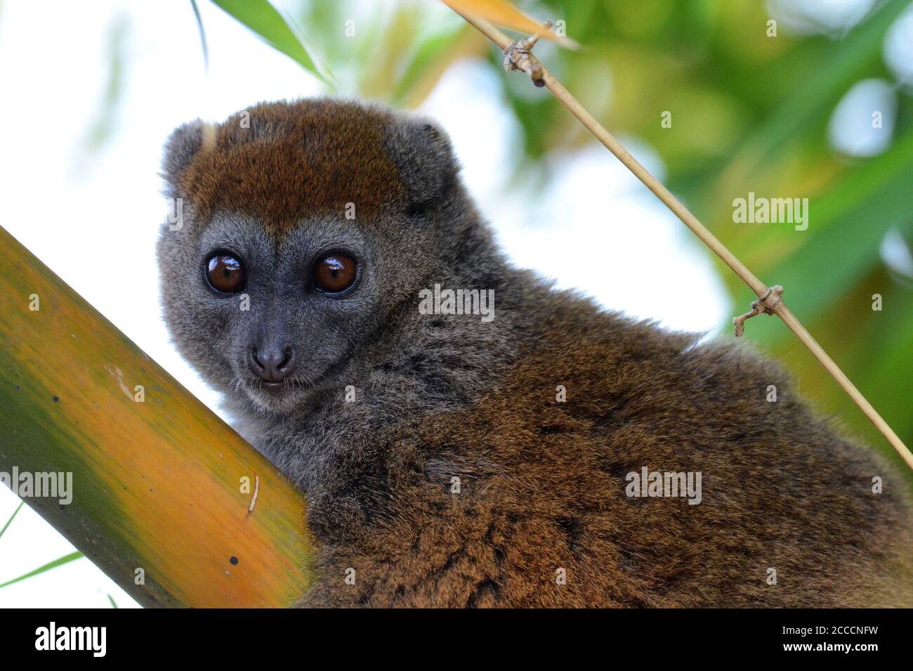 Eastern Lesser Bamboo Lemur (Hapalemur griseus) fotografato a Lemurpark ad Antananarivo, Madagascar (prigioniero). Foto Stock