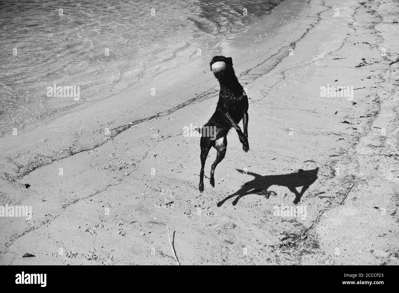 Jumping Dog, Malchow, Germania Foto Stock