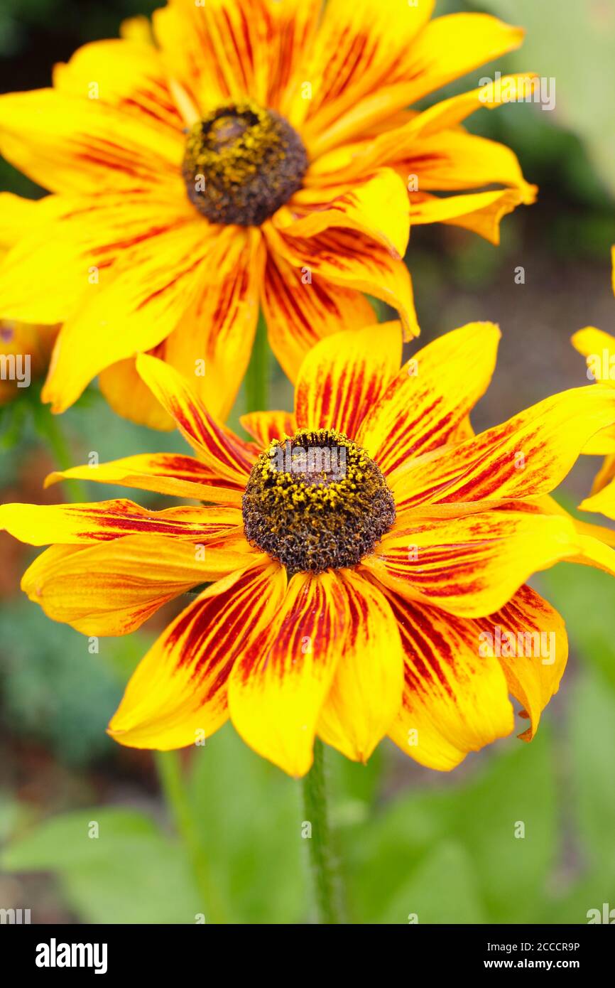 Rudbeckia hirta 'Nano rustico'. Fiori di coneflowers in un giardino inglese di fine estate. REGNO UNITO. Foto Stock