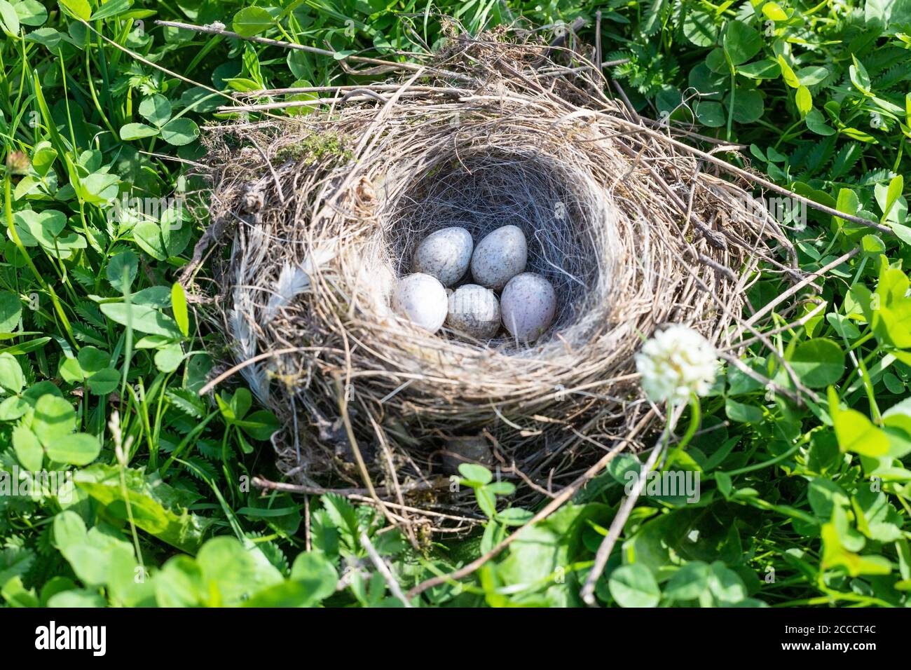 Uova di coda in un nido su un'erba verde Foto Stock