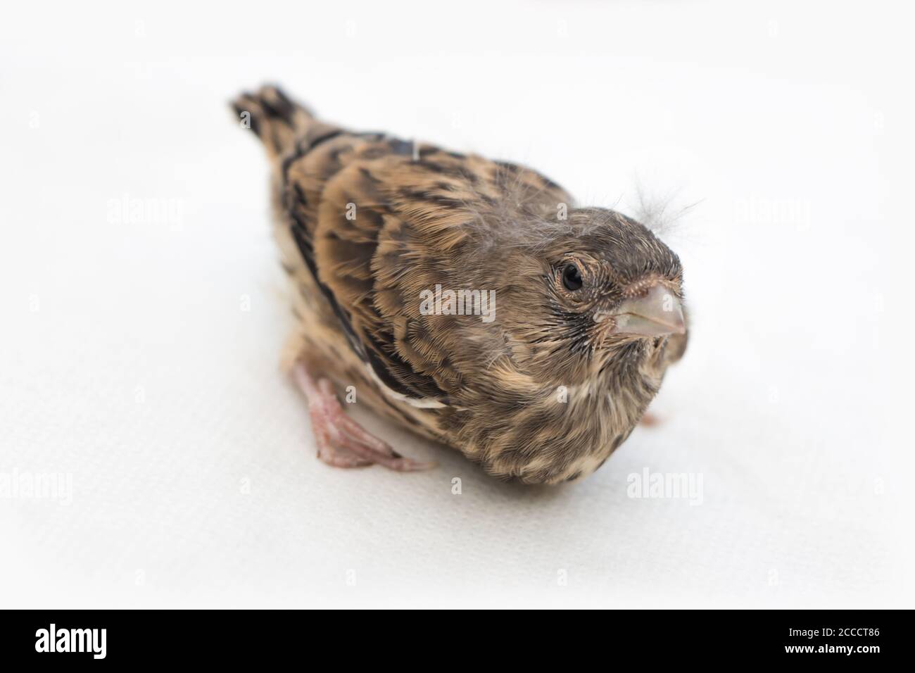 Song thrush nestling, piccolo uccello su sfondo bianco, poco profondo di profondità di campo Foto Stock