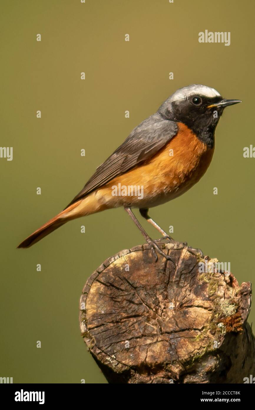 Redstart (maschio) Foto Stock