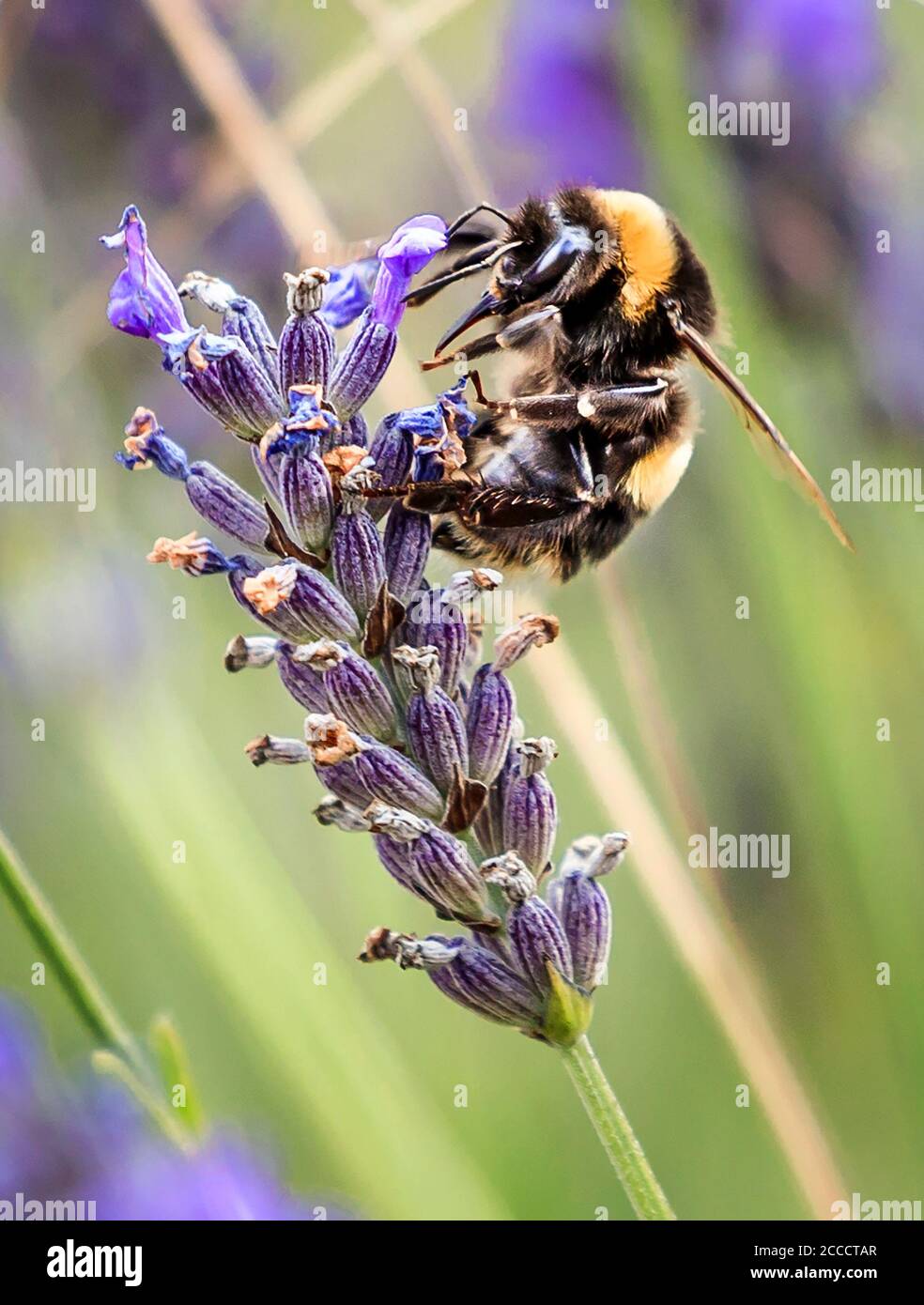 Un'ape viene a riposare su uno sprig di lavanda mentre il raccolto annuale ottiene in corso alla fattoria di Lavanda di Wolds Way vicino a Malton nel Nord Yorkshire. Foto Stock