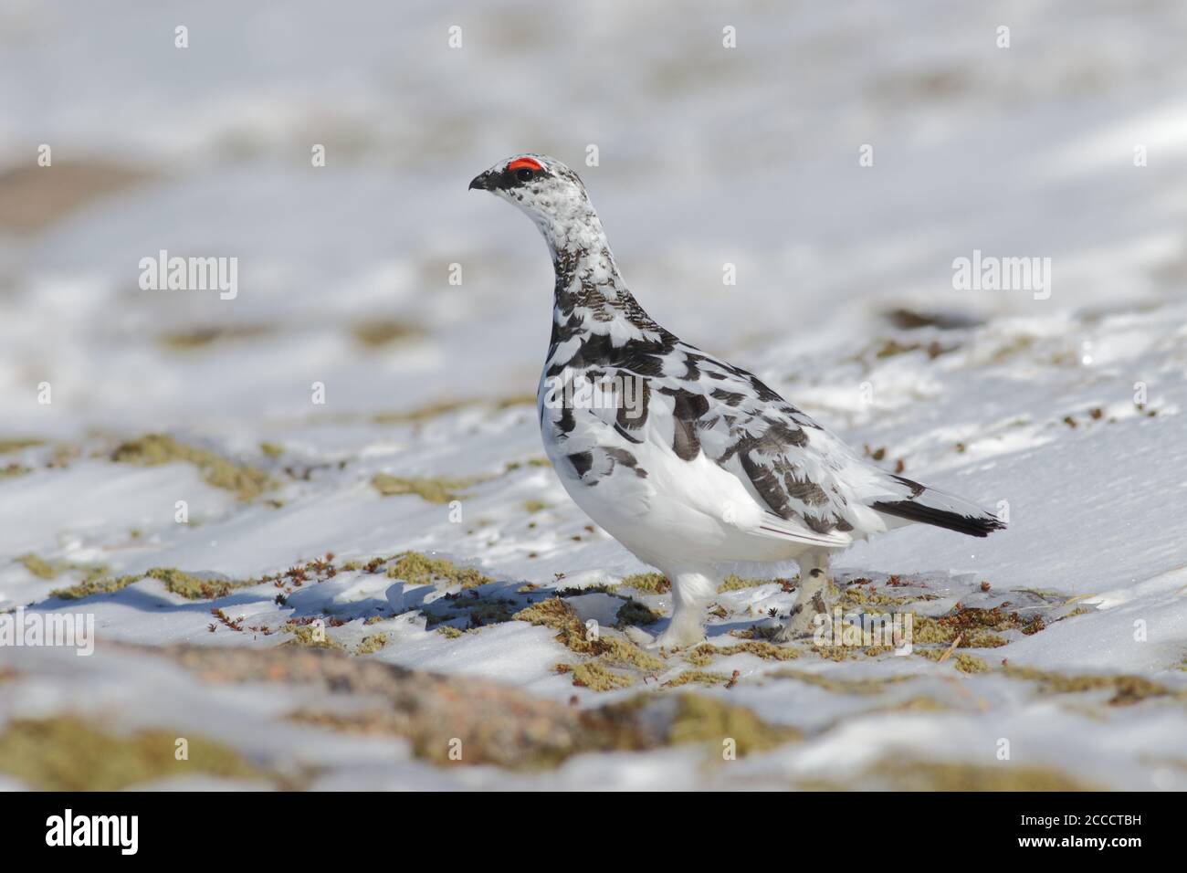 ptarmigan sulla neve Foto Stock