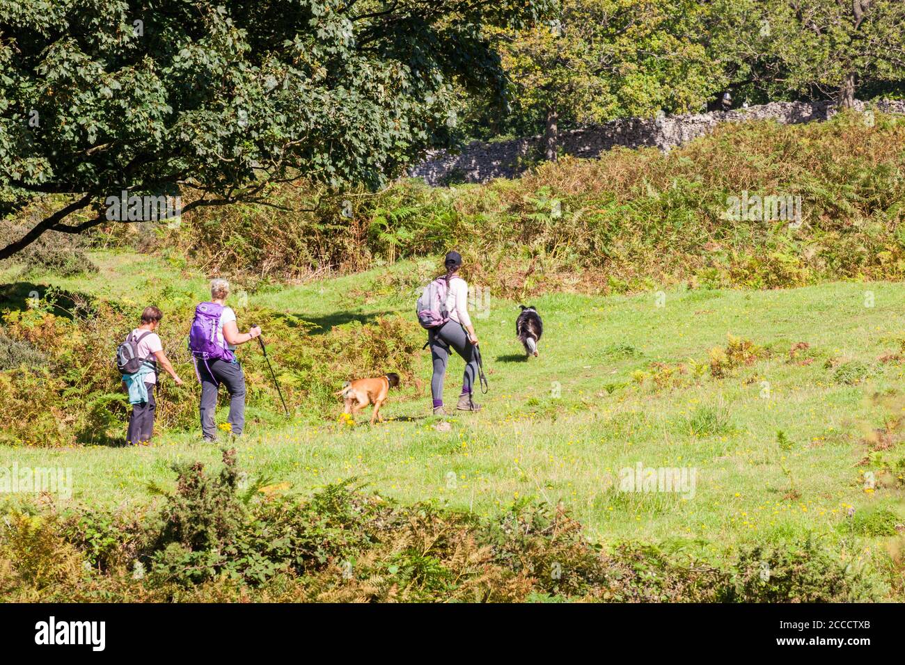 Persone che camminano cani e rampanti sulla natura nazionale Arnside Knot Effettuare prenotazioni on-line Cumbria England UK Foto Stock