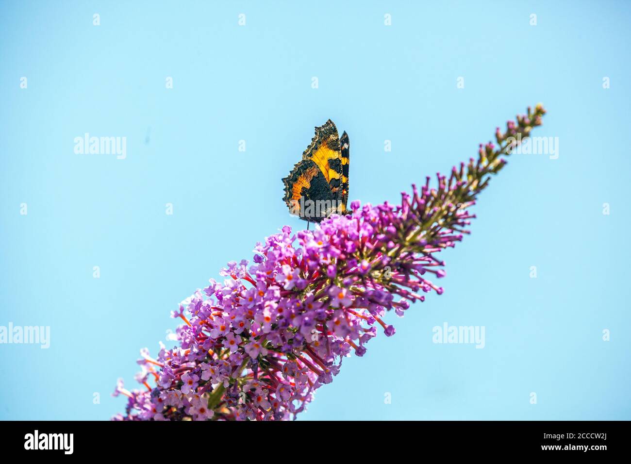 La parte inferiore di una piccola farfalla di tartaruga su un buddleia contro un cielo blu Foto Stock