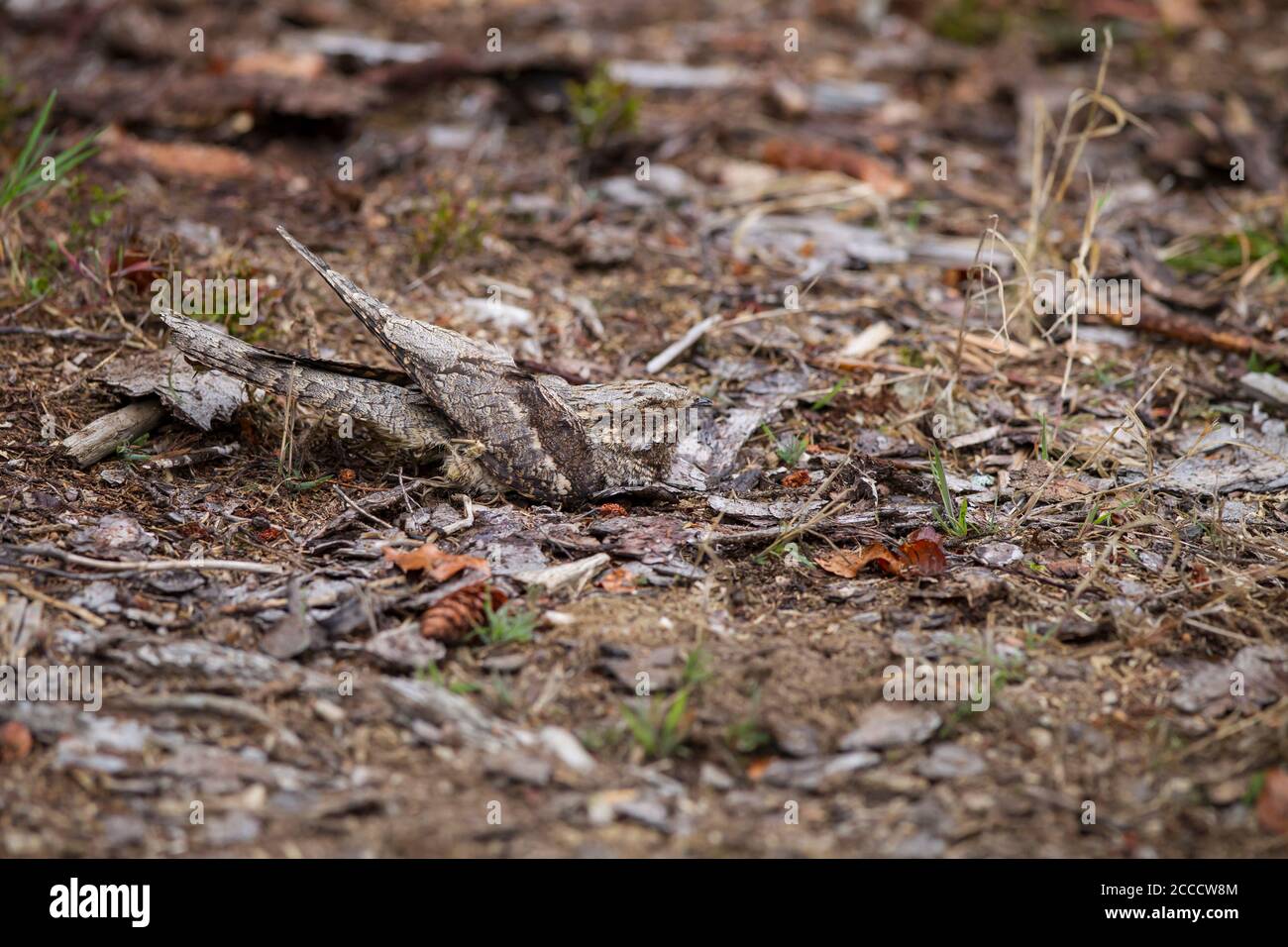 Ziegenmelker, Caprimulgus europaeus, giara europea Foto Stock