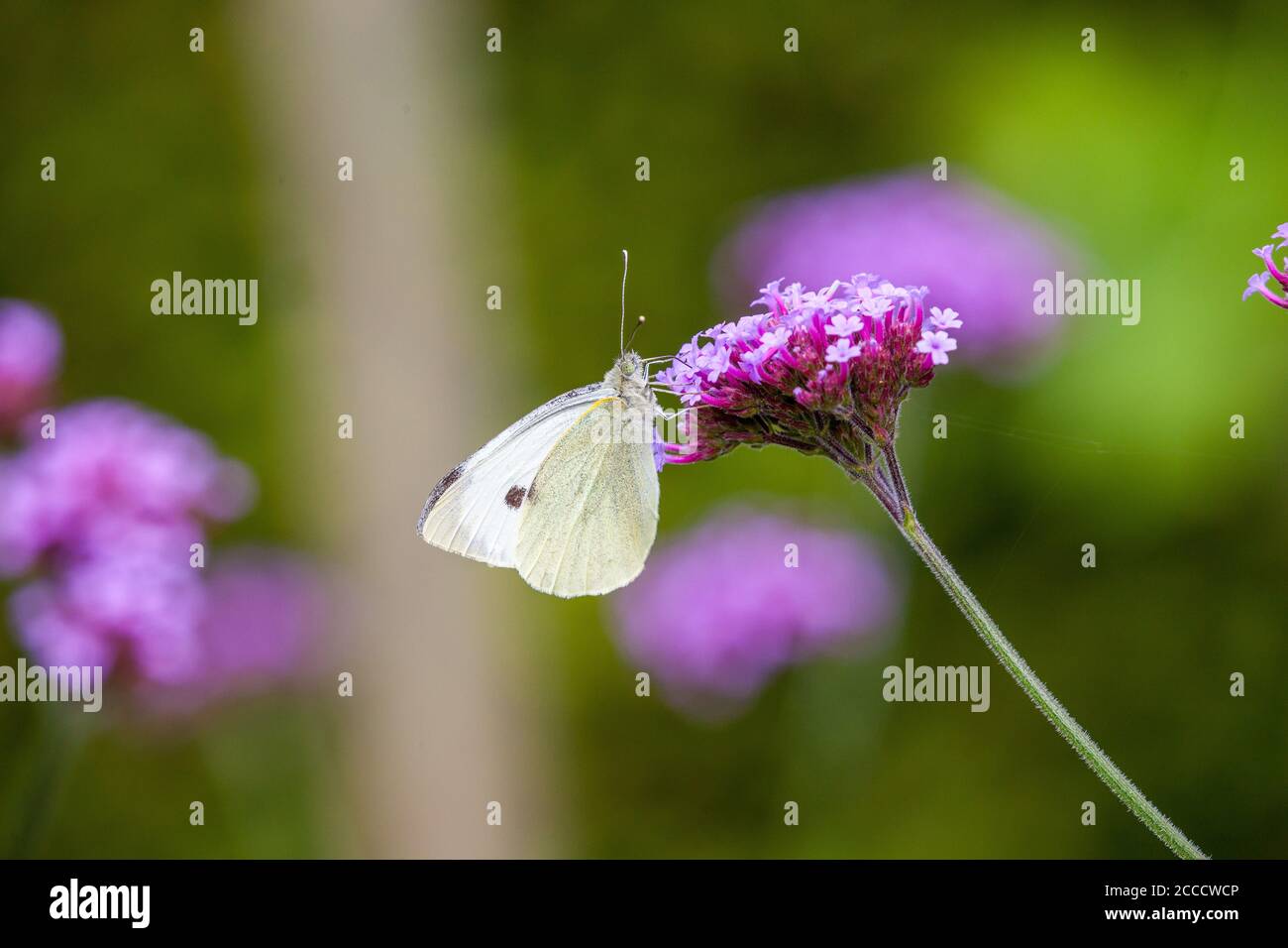 Grande farfalla bianca Pieris brassicaeon su una testa di fiore Verbena In un cottage inglese giardino Foto Stock