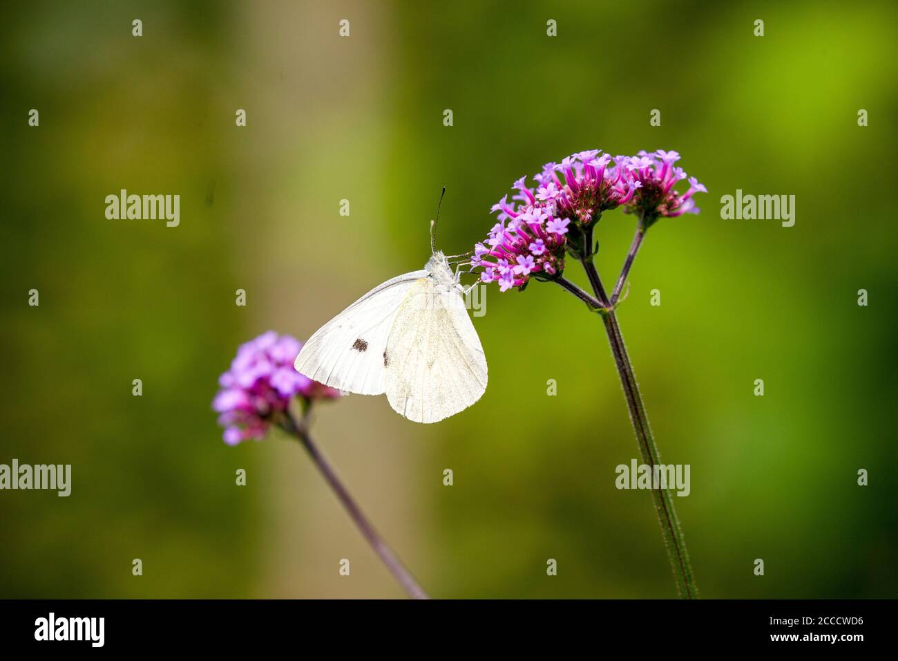 Grande farfalla bianca Pieris brassicaeon su una testa di fiore Verbena In un cottage inglese giardino Foto Stock