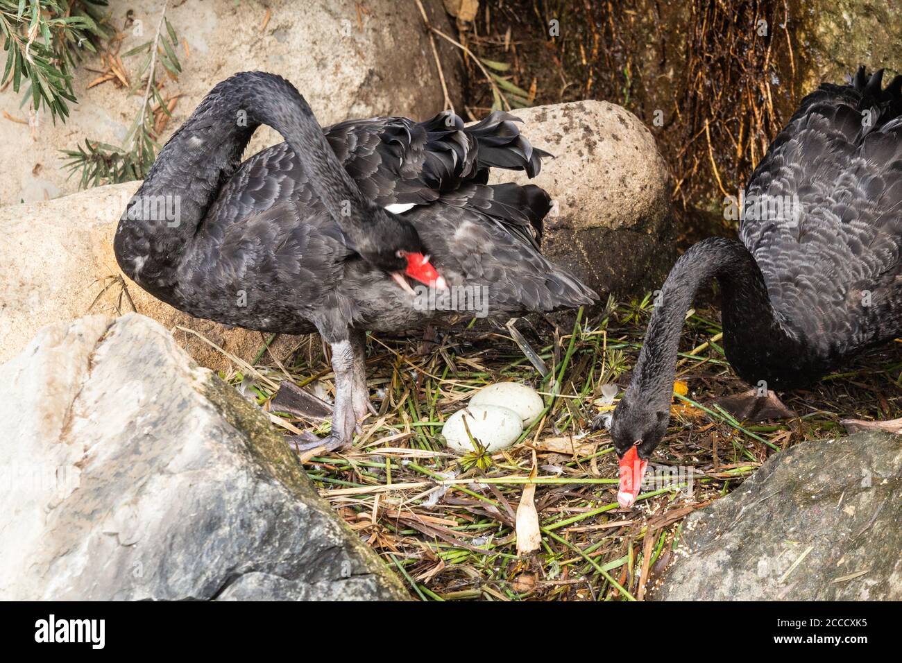 Las Palmas, Gran Canaria, Isole Canarie, Spagna. 21 agosto 2020. Swans neri che predono mentre incubano due uova nel parco della città a Las Palmas su Gran Canaria come temperature sono previste per raggiungere 40 gradi Celcius il Venerdì. Credit: Alan Dawson/Alamy Live News Foto Stock