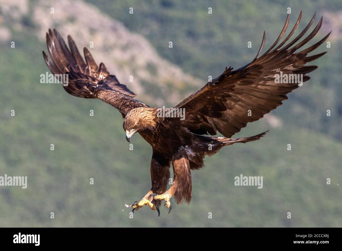 Aquila d'oro (Aquila chrysaetos) che atterra nella riserva naturale nei pressi di Madrid in Spagna. Foto Stock